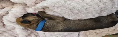 Mixed Breed 3