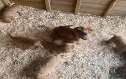 Cocker Spaniel dogs for sale: Hereditary clear Kc reg working Cocker spaniels - Image 9