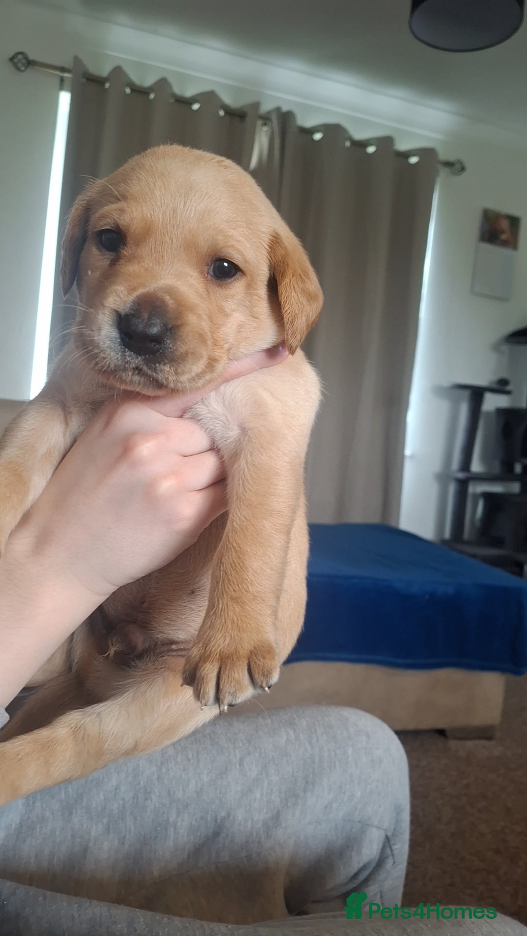 Labrador Retriever dogs Beautiful fox red and yellow labrador puppies  - Advert 2