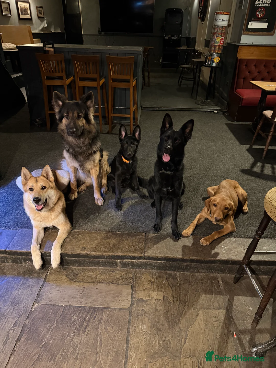 German Shepherd dogs for sale: Working line GSD  - Advert 2