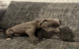 Mixed Breed dogs for sale: Bull X Lurchers - Working Lines - Image 17