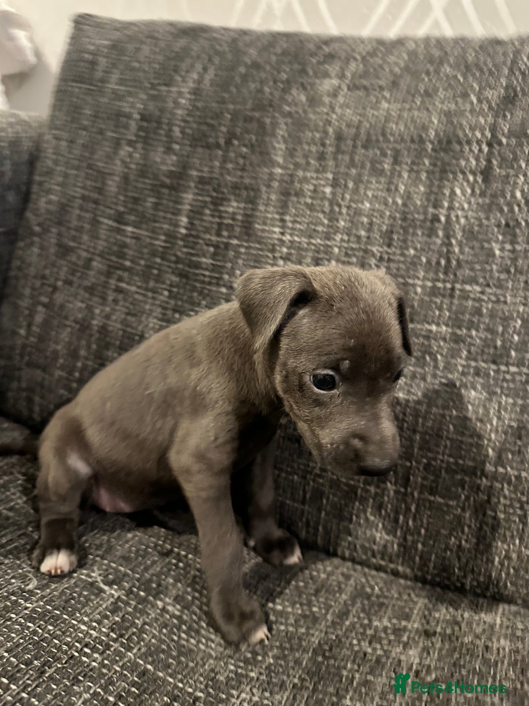 Mixed Breed dogs for sale: Bull X Lurchers - Working Lines - Image 17