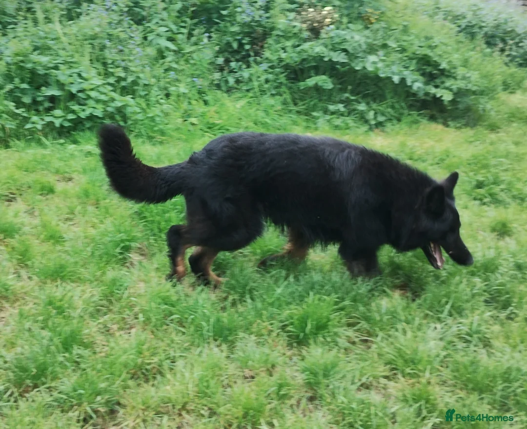 German Shepherd dogs for sale: Black and Tan Longhaired GSD male. KC Reg - Advert 4