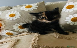 Mixed Breed cats for sale: Fluffy kittens ready on 14th Oct ❤️🧡💛💚💜 - Image 4