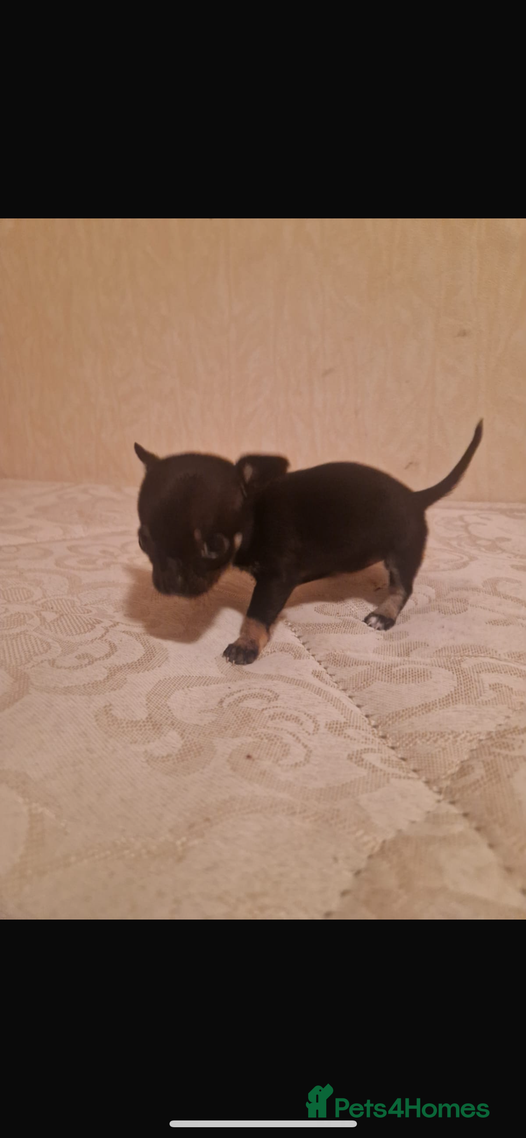 Chihuahua dogs for sale: Puppys - Advert 2