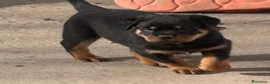 Rottweiler Puppy 1