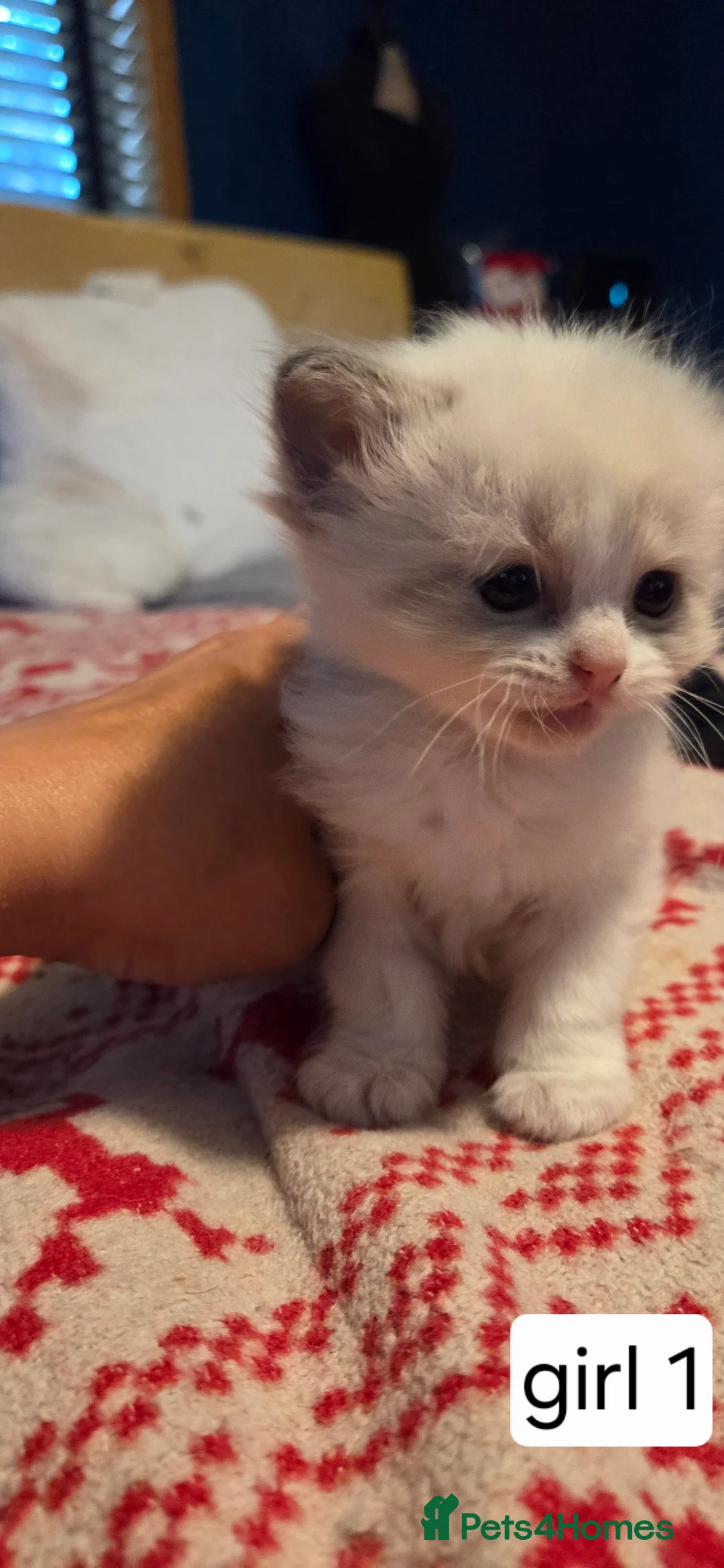 Ragdoll cats for sale: Beautiful Playful Ragdoll Kittens  - Advert 30