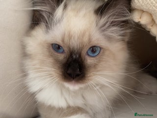 Ragdoll cats - Advert 1