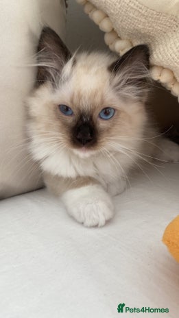 Ragdoll cats - Advert 1