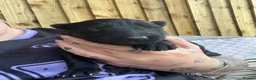 German Shepherd dogs for sale: German shepherd black - Advert 6