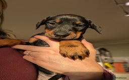 Dobermann dogs for sale: Gorgeous Doberman Pups - Image 5