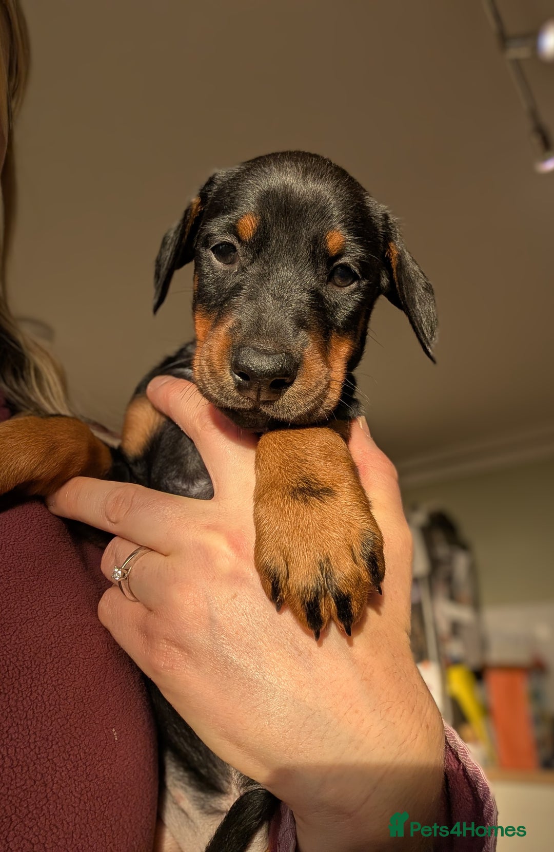 Dobermann dogs for sale: Gorgeous Doberman Pups - Image 5