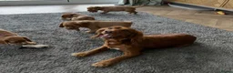 Cocker Spaniel dogs for sale: Stunning Cocker Spaniel Puppies - Advert 2
