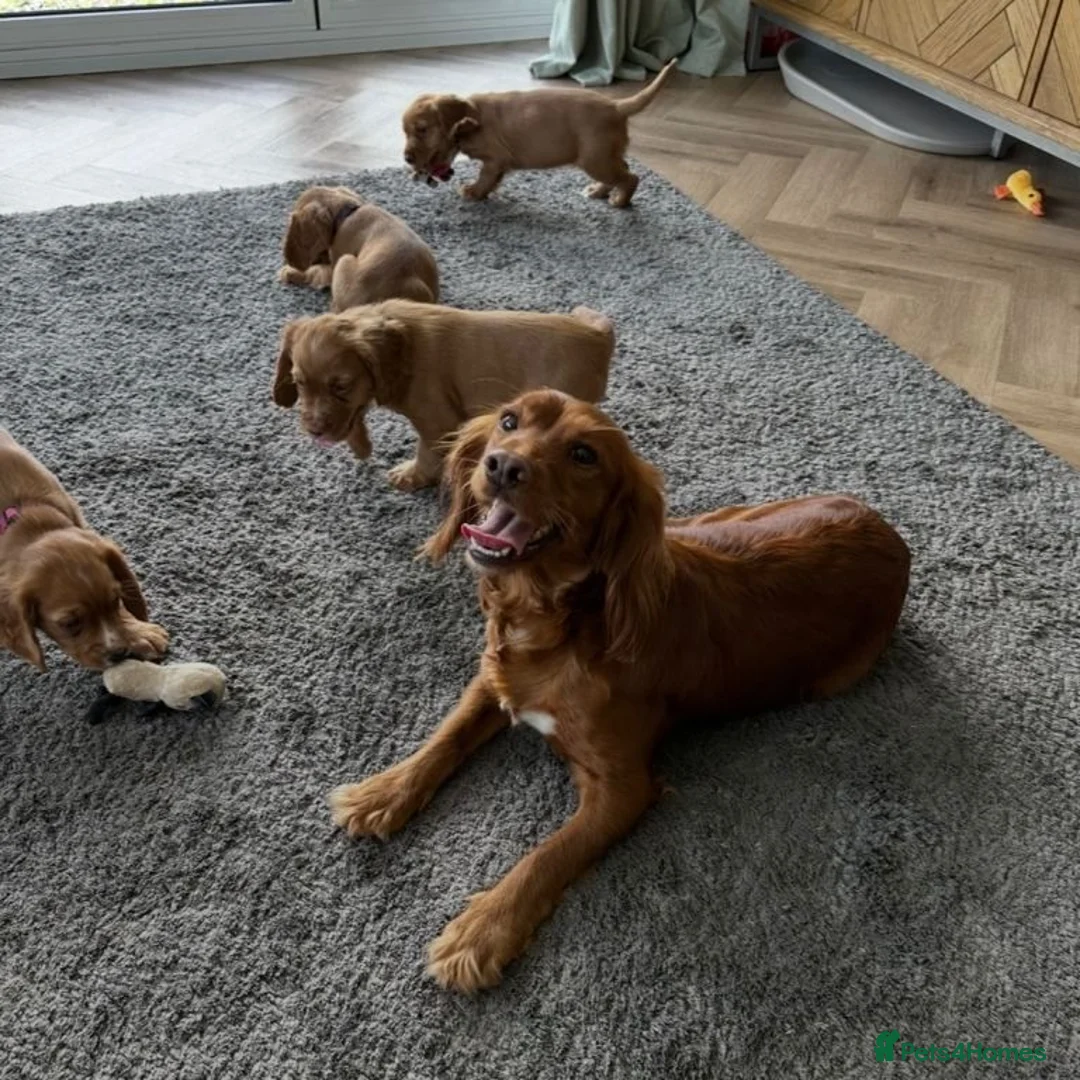 Cocker Spaniel dogs for sale: Stunning Cocker Spaniel Puppies - Advert 2