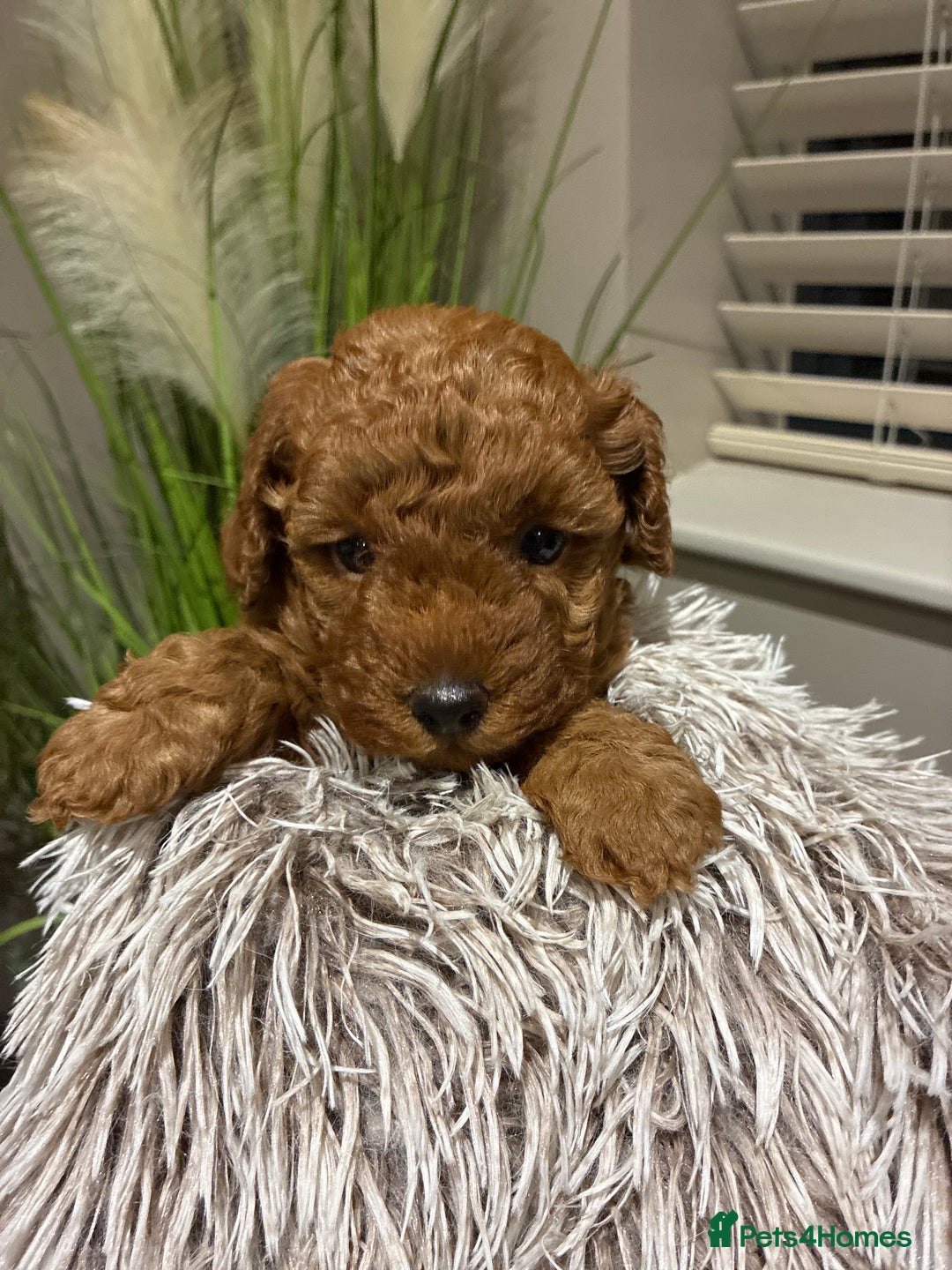 Toy Poodle dogs for sale: 5* Champion Bloodline  Asian Toy Poodles - Advert 18