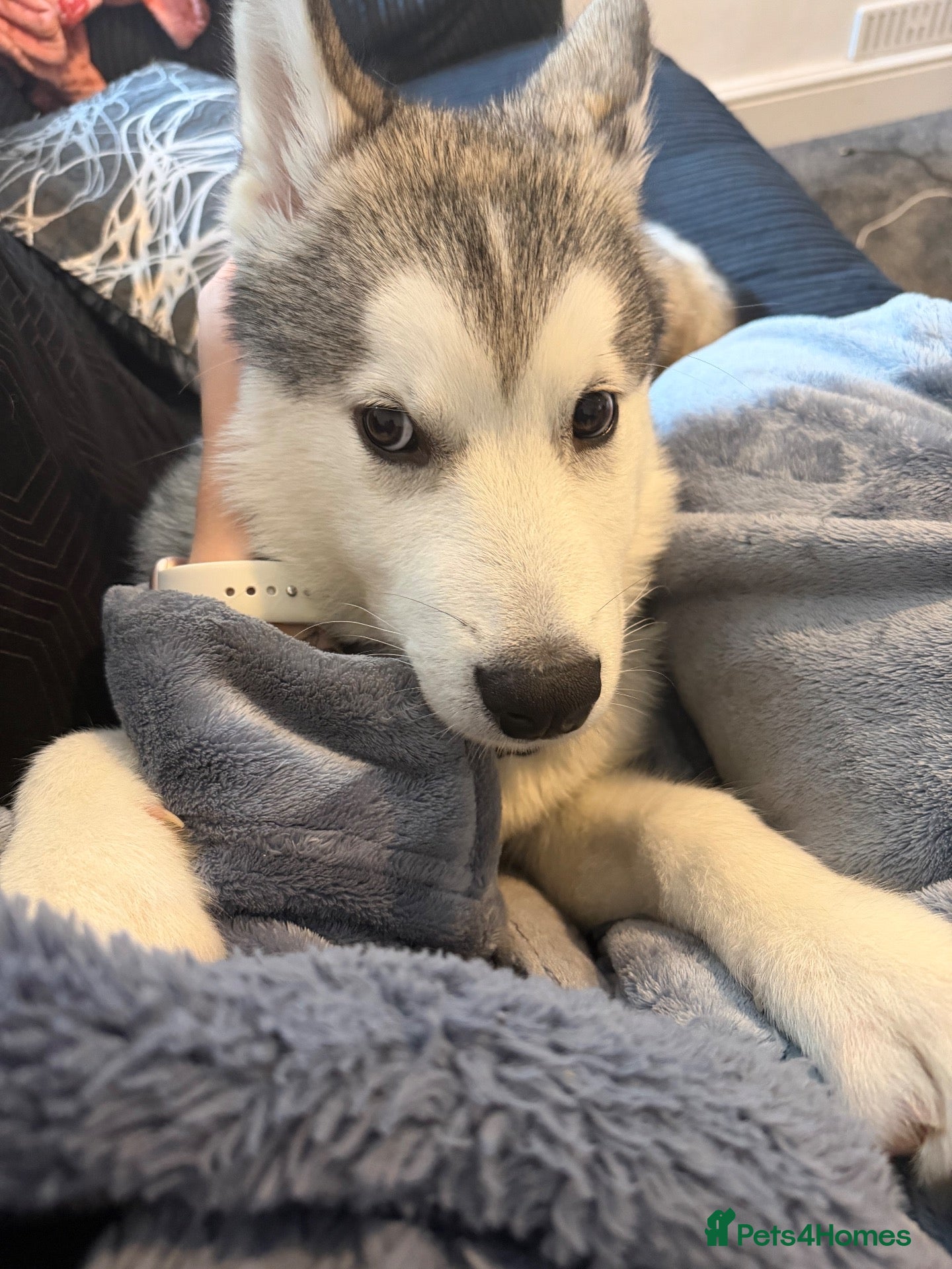 Alaskan Malamute dogs 4 month old Alaskan malamute  - Advert 1