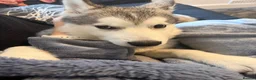 Alaskan Malamute dogs for sale: 4 month old Alaskan malamute  - Advert 1