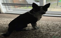 Border Collie dogs for sale: Border collie looking for new home - Image 4