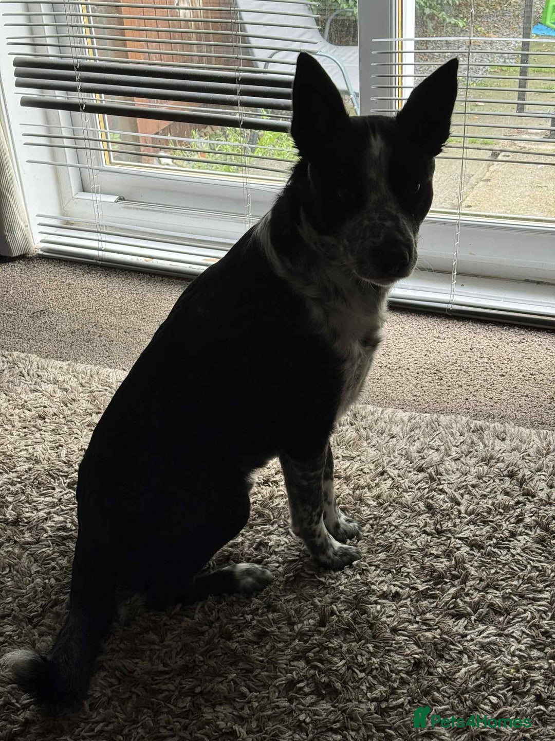 Border Collie dogs for sale: Border collie looking for new home - Image 4
