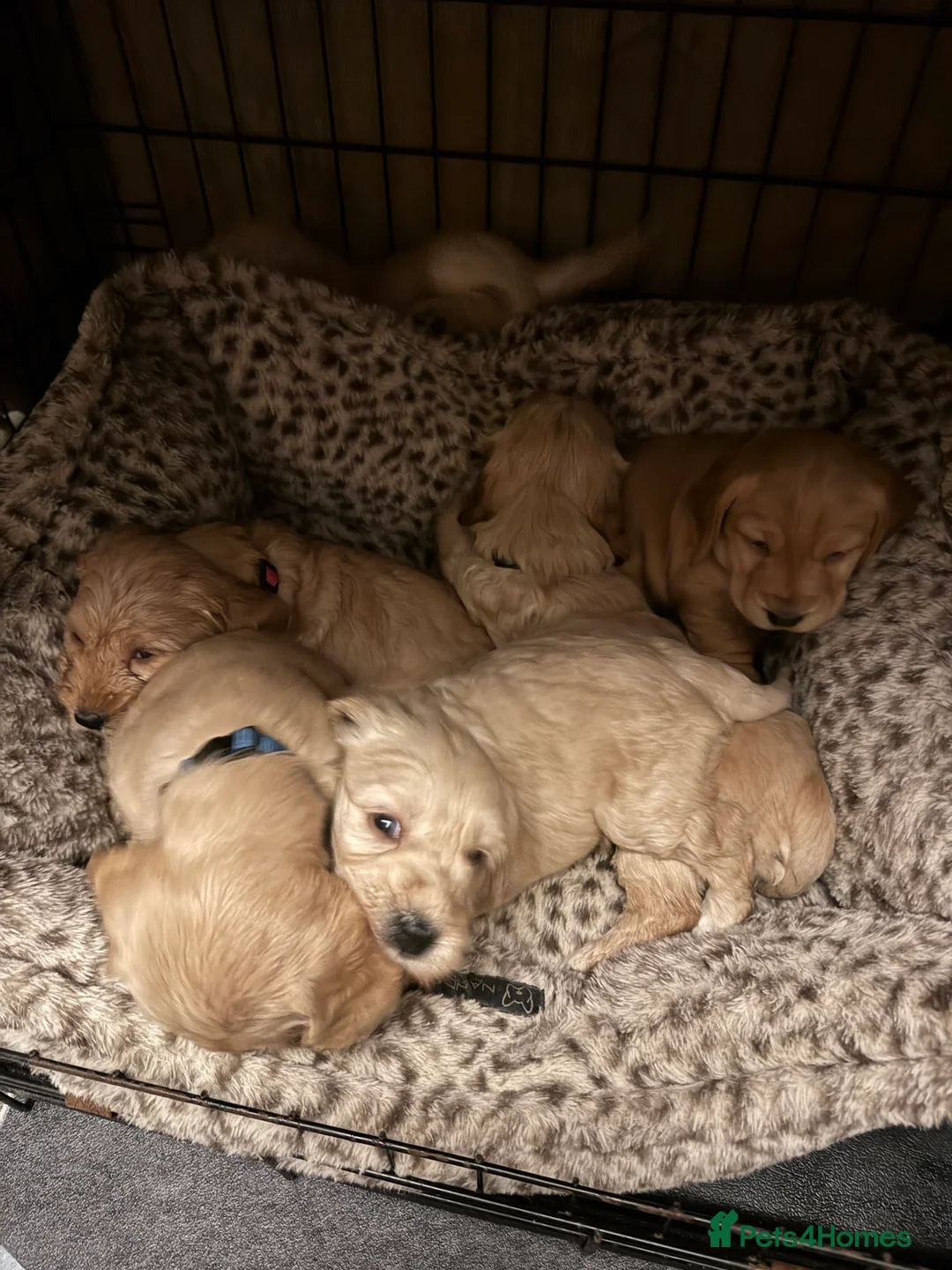 Cockapoo dogs for sale: Wonderful Litter of Cockerpoos, in Belper - Advert 7