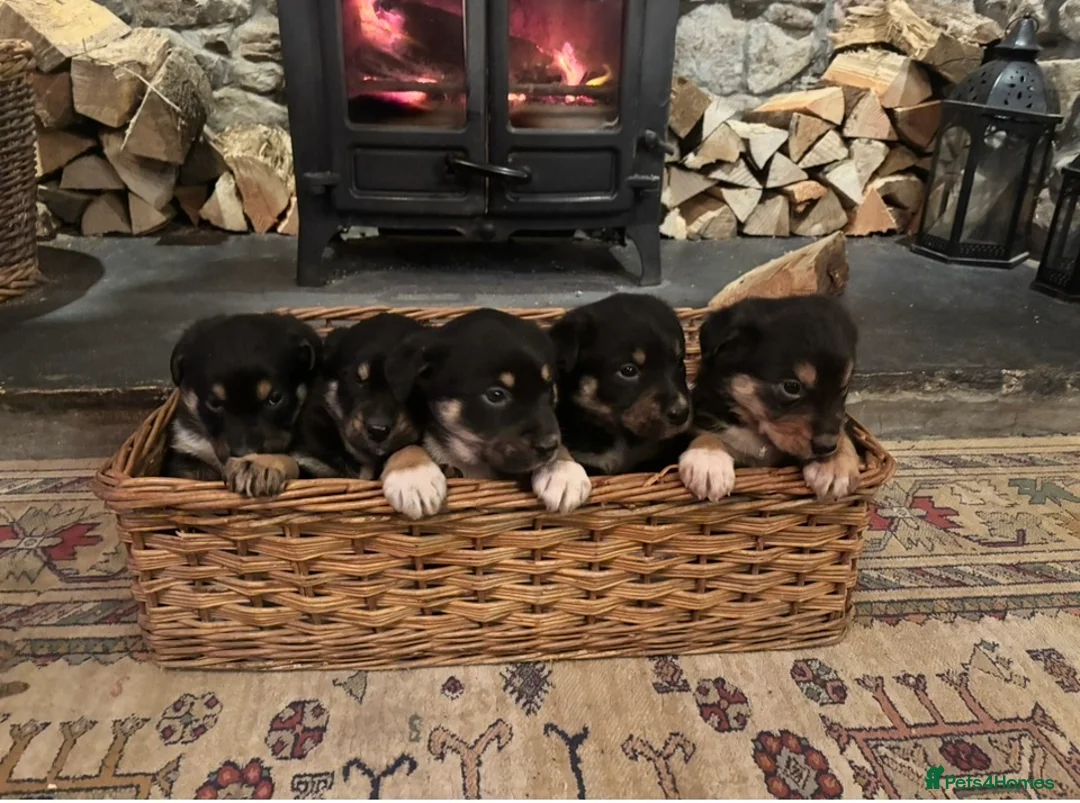 Mixed Breed dogs for sale: Adorable Bundles of Joy - Advert 6
