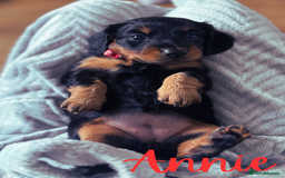 Miniature Dachshund dogs for sale: Long Haired Miniature Dachshunds - Image 11
