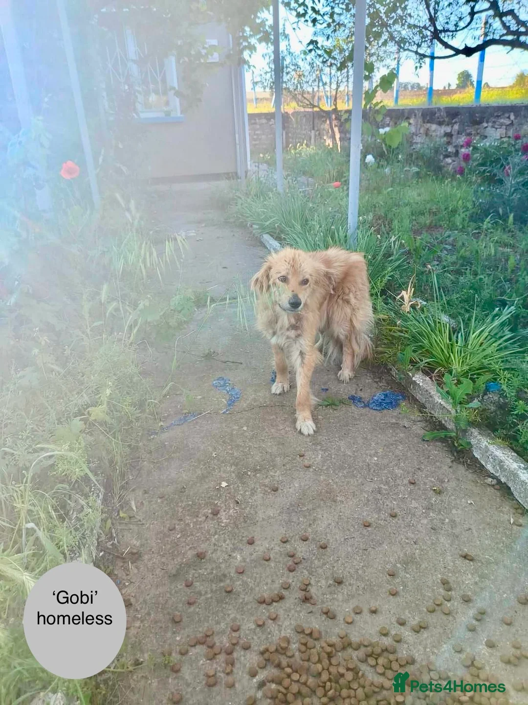 Mixed Breed dogs for adoption: Gobi-2 1/2 yr little fella-Available for adoption  in Brixham - Advert 2