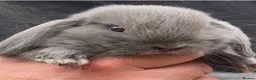 Mini Lop rabbits for sale: Stunning Lilac split/Lilac self mini lops  - Advert 4