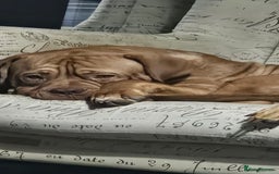 Dogue De Bordeaux dogs for sale: Dogue de bordeaux - Image 2