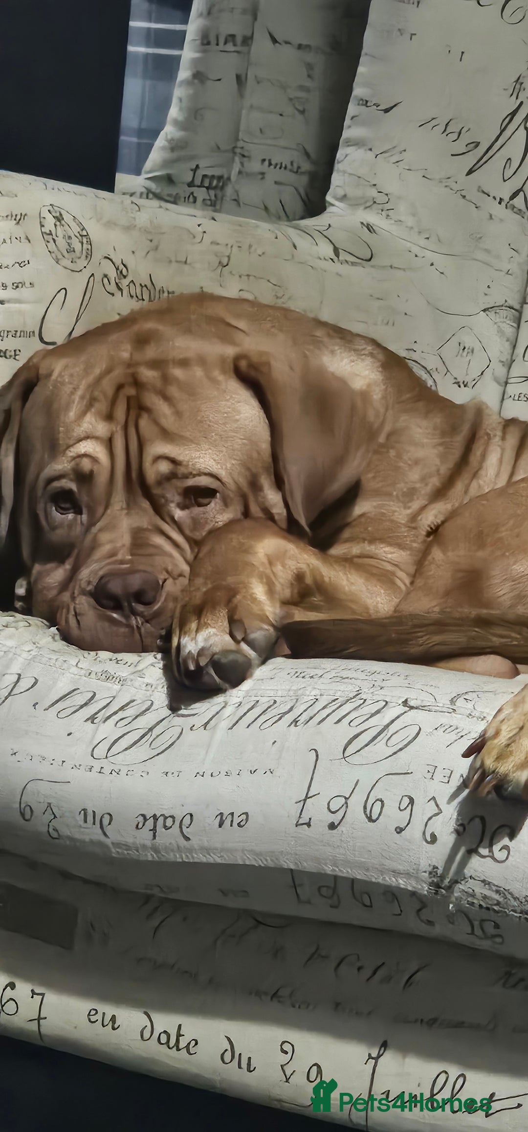 Dogue De Bordeaux dogs for sale: Dogue de bordeaux - Image 2