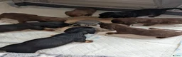Miniature Dachshund dogs for sale: Miniature dachshund puppies for sale in Bilston - Advert 6