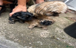 Shih Tzu dogs for sale: Shih Tzu puppies - Image 11
