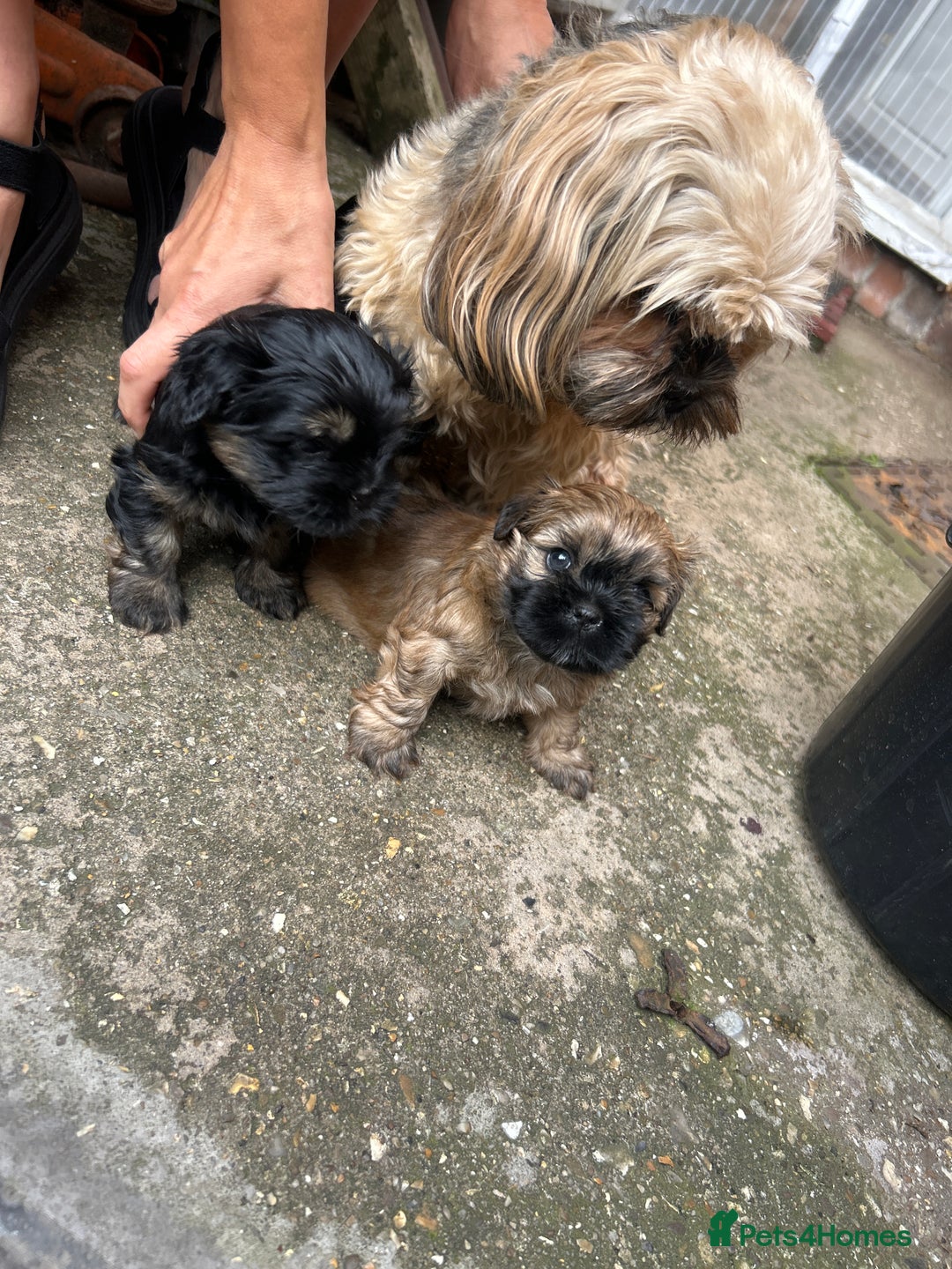 Shih Tzu dogs for sale: Shih Tzu puppies - Image 11