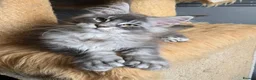 Maine Coon cats for sale: Perfect Polydactyl Maine Coon  - Advert 12