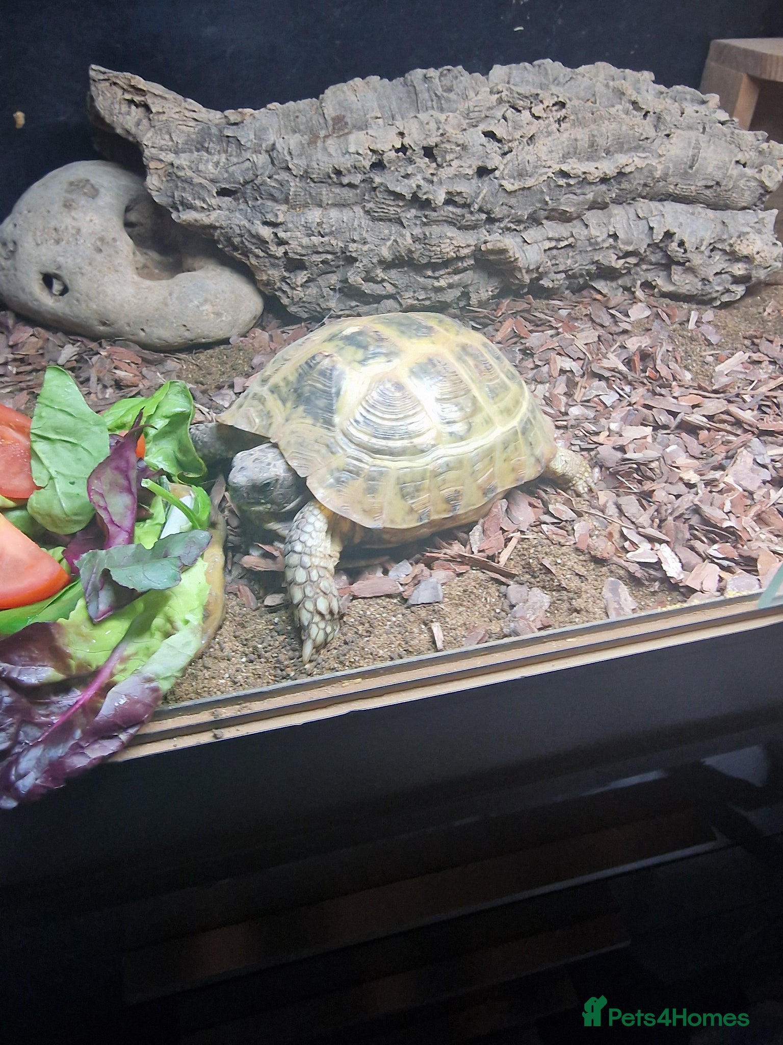 Tortoise reptiles Horsfield Tortoise - Advert 1
