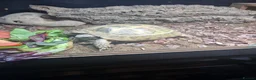 Tortoise reptiles for sale: Horsfield Tortoise in Stockport - Advert 1