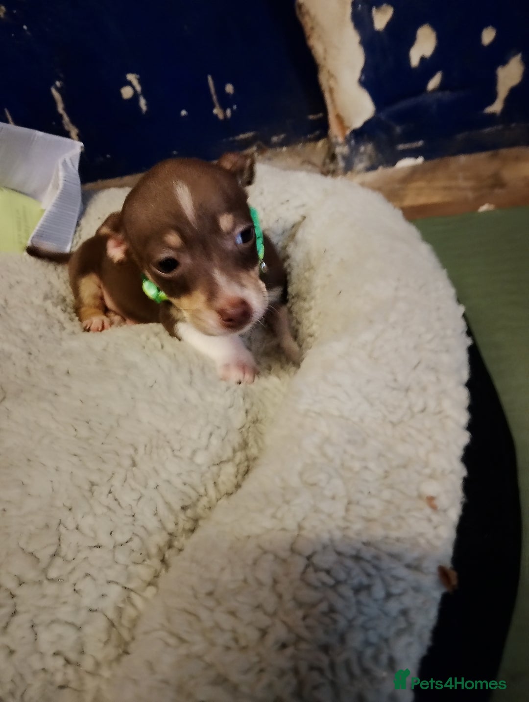 Mixed Breed dogs for sale: Four bueatuful pups forsale  - Advert 23