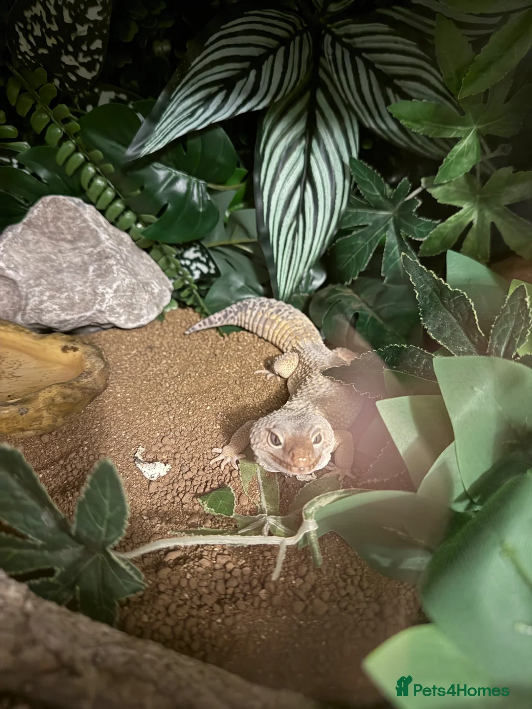 Leopard Gecko reptiles for sale: Draco with full brand new tailored set up - Advert 5