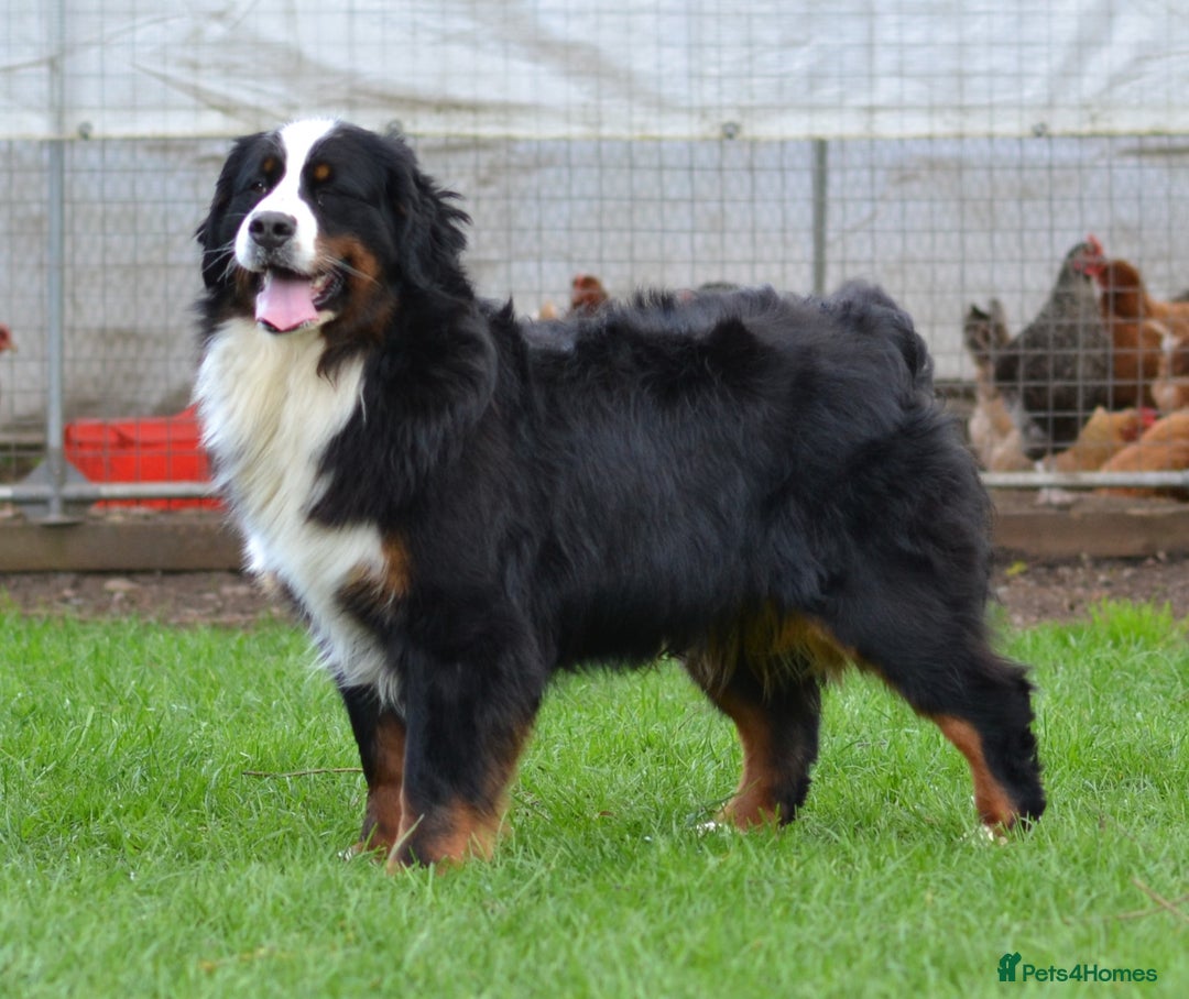 Bernese Mountain Dog dogs for sale: KC REGISTERED LITTER OF BERNESE MOUNTAIN DOG PUPS - Advert 6