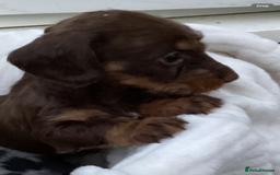 Dachshund dogs for sale: Dachshund puppies - Image 33
