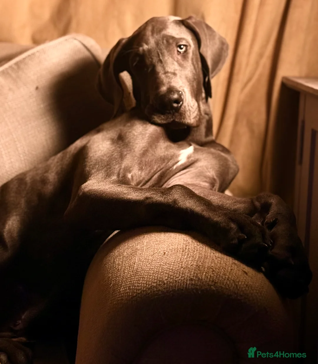 Great Dane dogs for sale: 7month blue Great Dane  - Advert 3