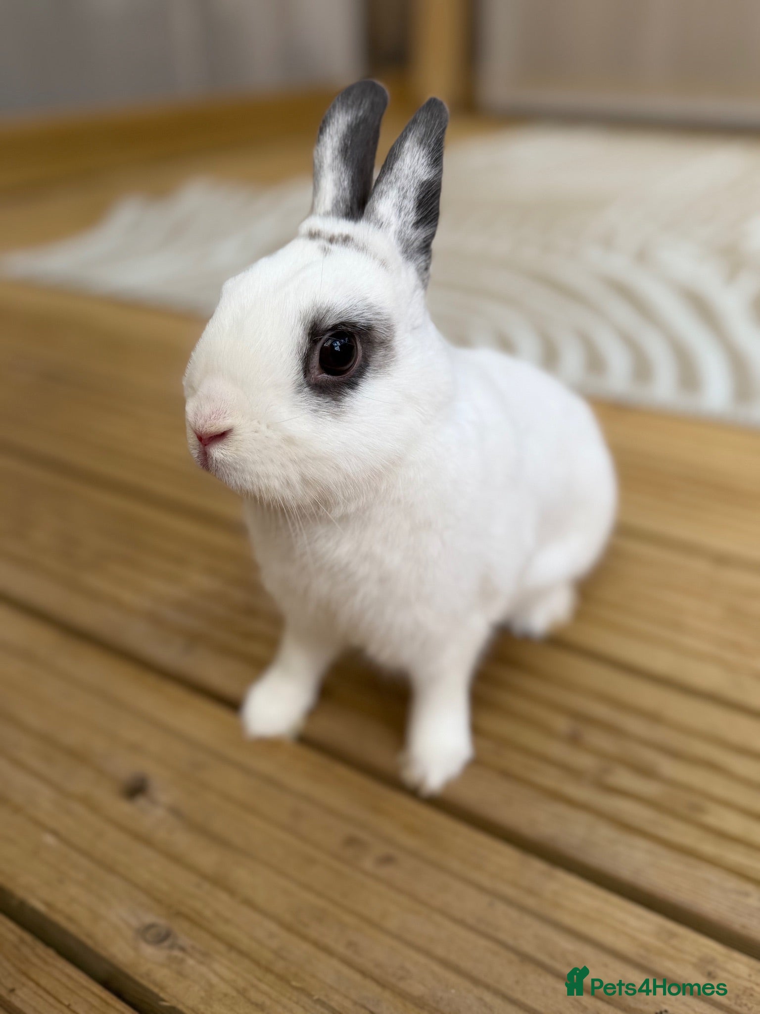 Netherland Dwarf rabbits 2 Netherland dwarf bunnies - males  - Advert 3