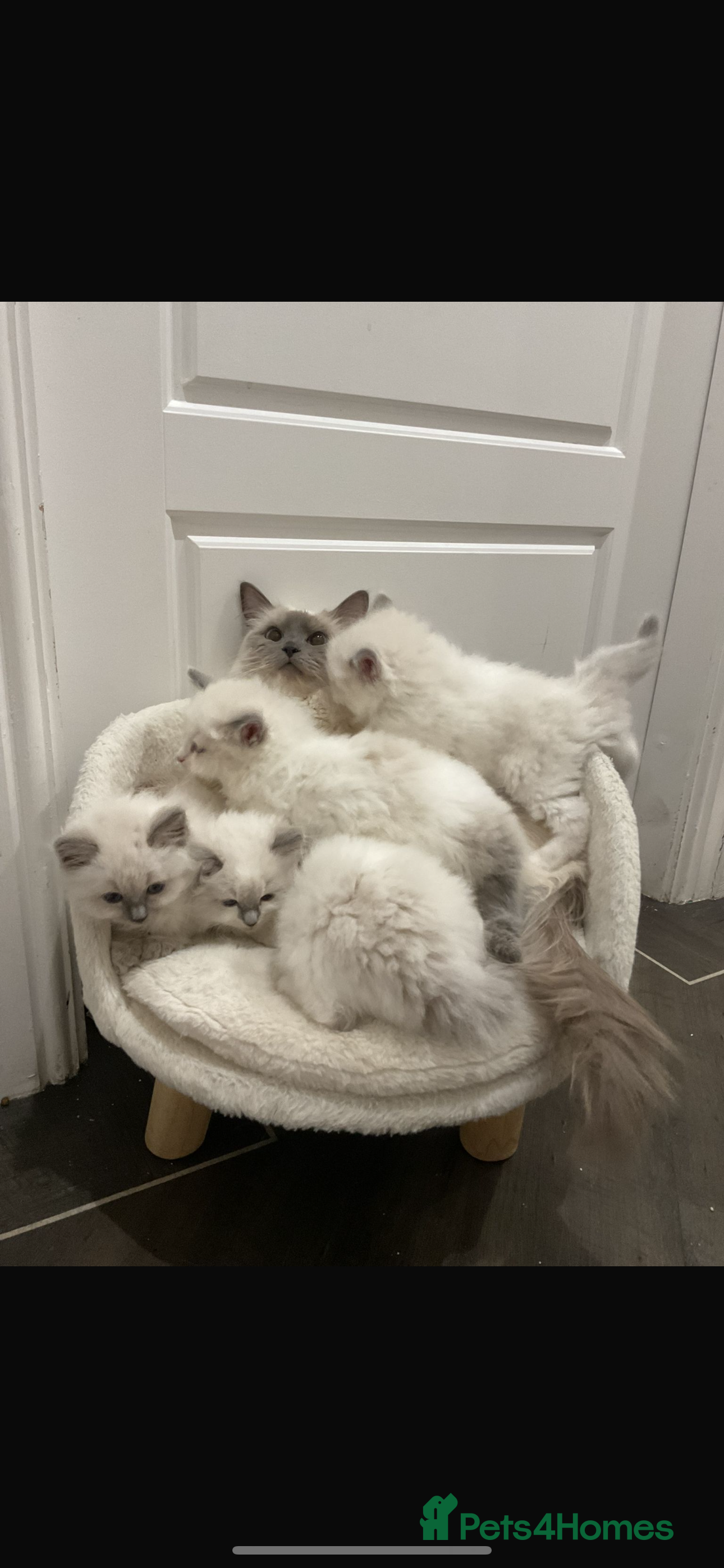 Ragdoll cats Pure Blue Point Ragdoll Kitty in Halifax - Advert 1