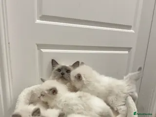 Ragdoll cats Pure Blue Point Ragdoll Kitty in Halifax - Advert 1