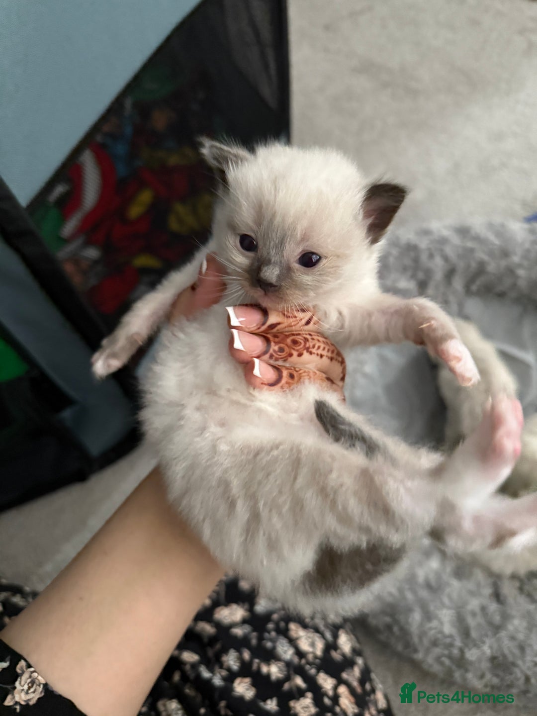 Ragdoll cats for sale: 7 beautiful lynx blue/seal point ragdoll kittens - Image 3