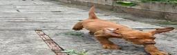Hungarian Vizsla dogs for sale: Ready Now KC Hungarian Vizsla Puppies - Advert 21
