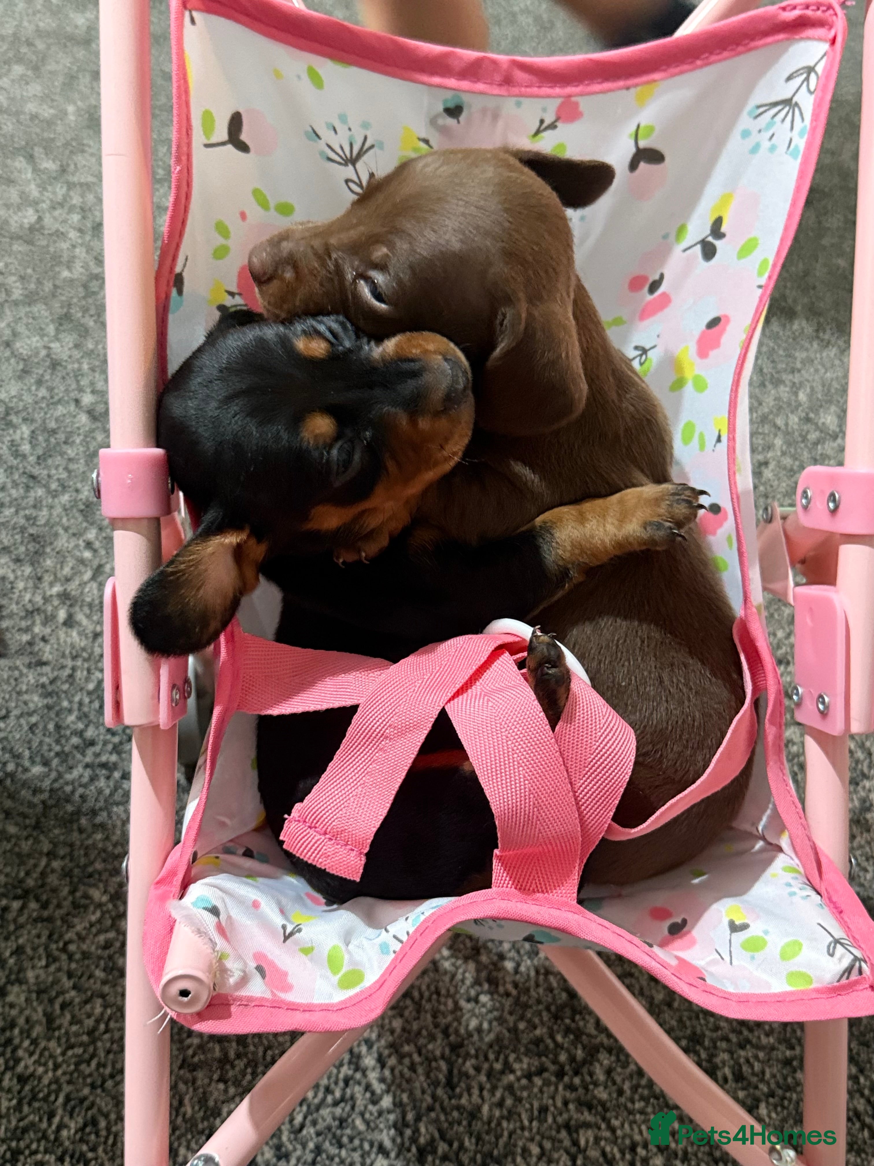 Dachshund dogs Dachshund - Advert 2
