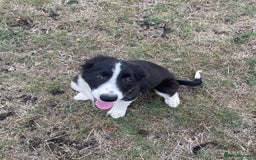 Border Collie dogs for sale: Excellent litter of border collie puppies for sale in Witney - Image 23
