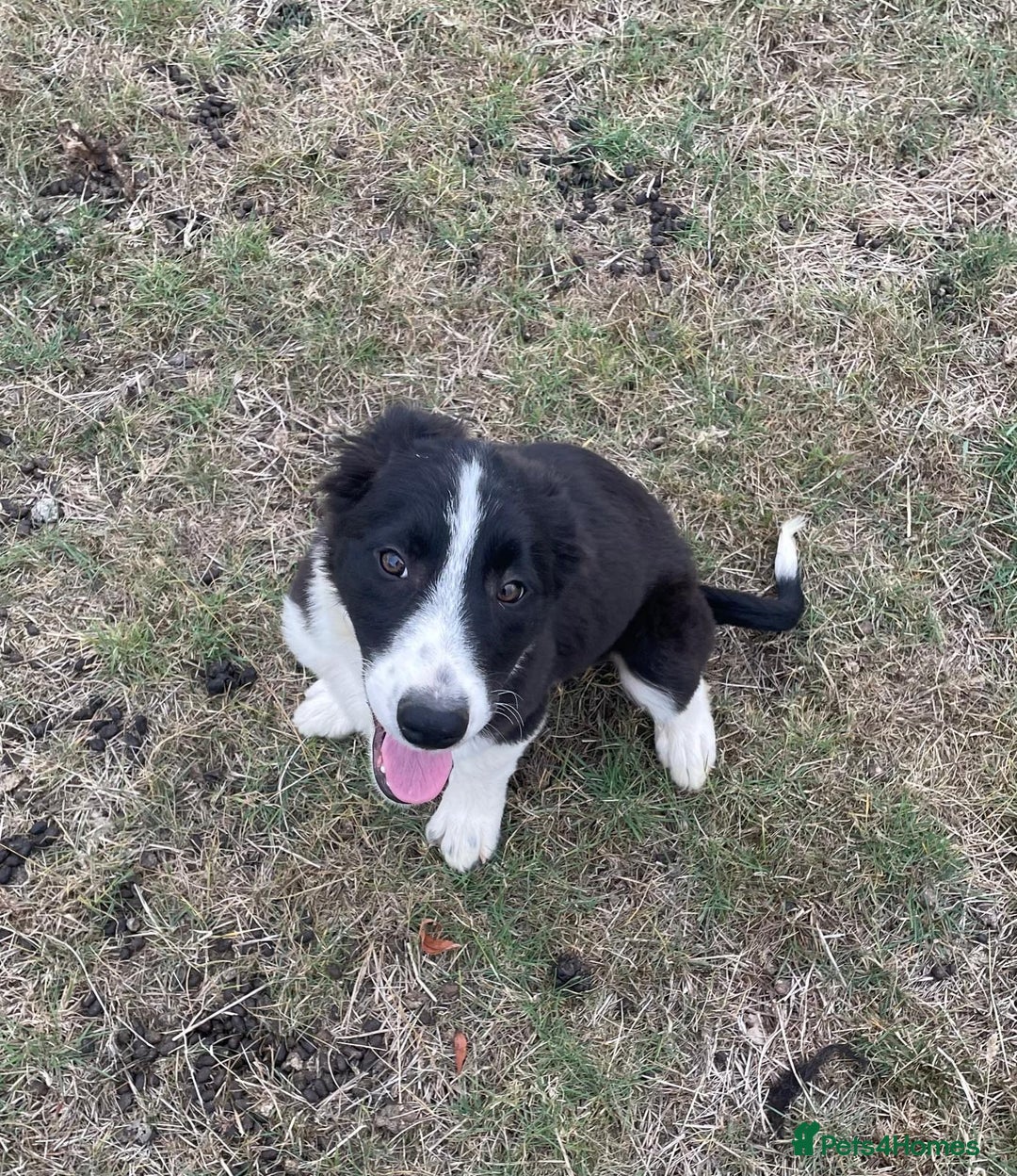 Border Collie dogs for sale: Excellent litter of border collie puppies for sale in Witney - Image 23