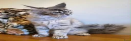 Maine Coon cats for sale: 😻 Blue Tabby Maine Coon XXL Russian Line Female  - Advert 13